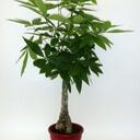 Beatriz Garces - @GreenPlants - Twitter