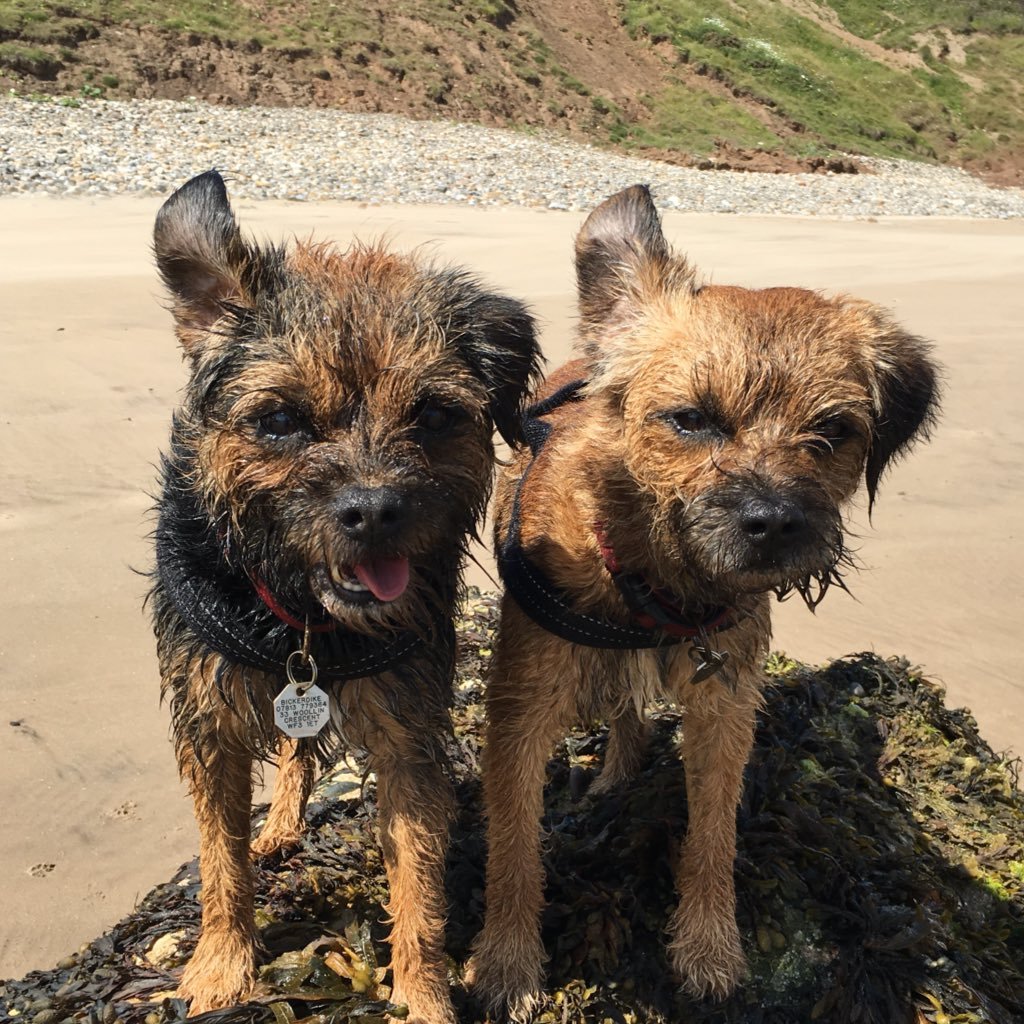 Stanley, 9 years, ball chasin fanatic, and Rufus, 7 years, pigeon and postie patrol chief security guard. #btposse