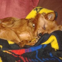 Mandy (@mandybug1313) 's Twitter Profile