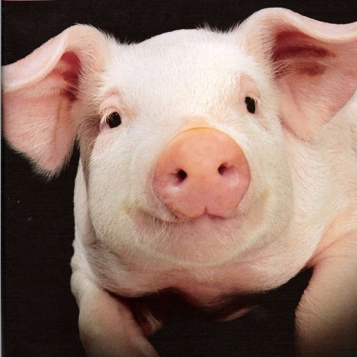 2次元から帰って来れなくなった豚さんのプロフィール画像