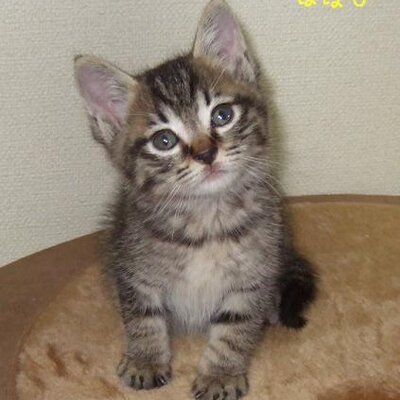６ニャンの猫親分