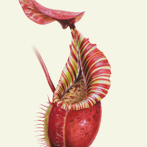 Whether you’re a long-time greenhouse grower or just curious about flytraps, visit https://t.co/2FKVP5sIUg for guides, tools, & more. Tweets by Tom.