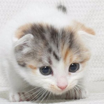 心がほっこりする猫動画 厳選 Neko Hokkori Twitter