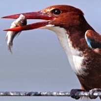 CheckoutCheckup's profile picture. SaaS sales guy.