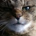 Womble (@wombleblue) Twitter profile photo Womble (@wombleblue) Twitter profile photo