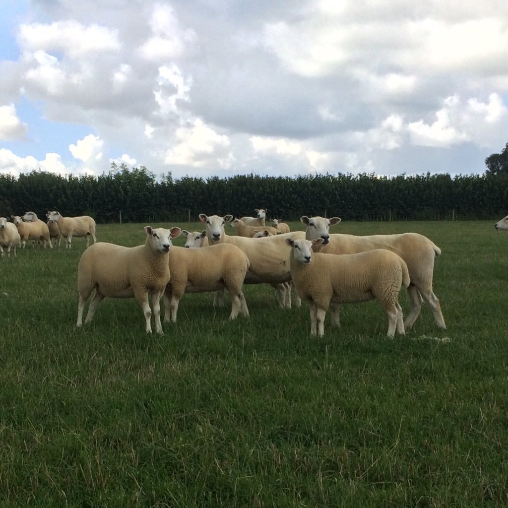 Breeding Lleyn sheep in North Dorset. Building gardens for the great and the good as a day job.