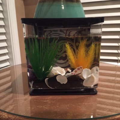 L_Tichafa's profile picture. My looks,priorities,lifestyle and my background makes me special and popular...