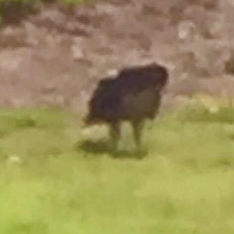 Tbyroads1's profile picture. Conservative no matter what! Respect for GOD, our President, our flag, our Military, our Country! Golfer! My dogs!