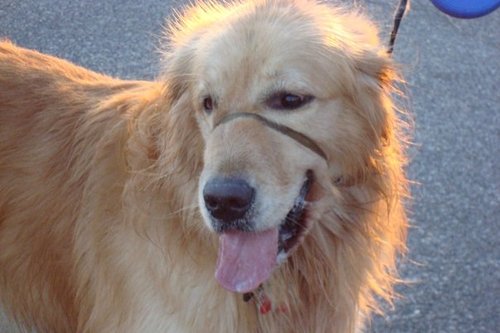 LexyBraun's profile picture. 