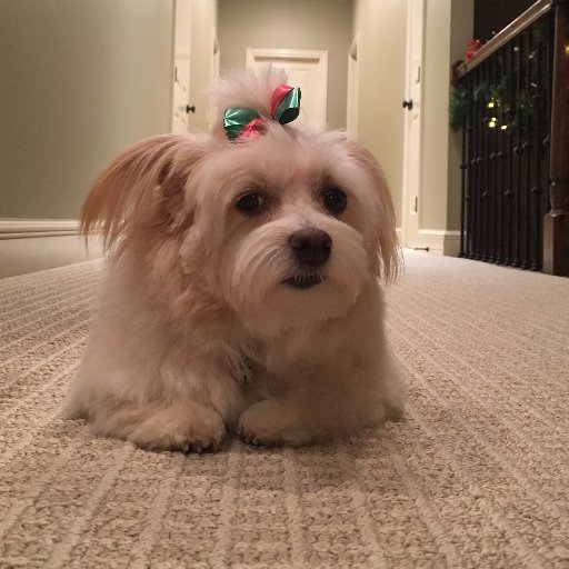 nolibgal's profile picture. passionate about preserving my country, liberty and individual freedoms: seek truth and wisdom from the one true God #trump2020 #MAGA @nolibgal on Telegram