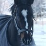 umazuki771's profile picture. スペシャルウィークが一番好き ドラポも