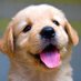Puppy (@daiiypup) Twitter profile photo Puppy (@daiiypup) Twitter profile photo