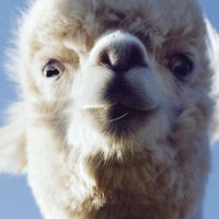 Shiny Happy Alpaca(@Shalpaca) 's Twitter Profile Photo