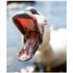 Petter Amundsen (@boteswaine) Twitter profile photo Petter Amundsen (@boteswaine) Twitter profile photo