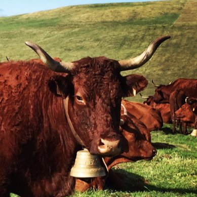 Bronwen Percival Profile