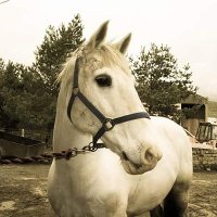 Nicky (@nickywatt1) 's Twitter Profile
