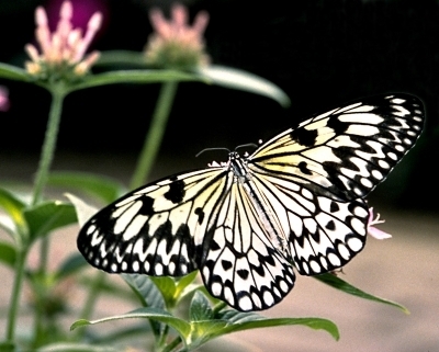 research_eagle's profile picture. market researcher always interested in the world people news technology