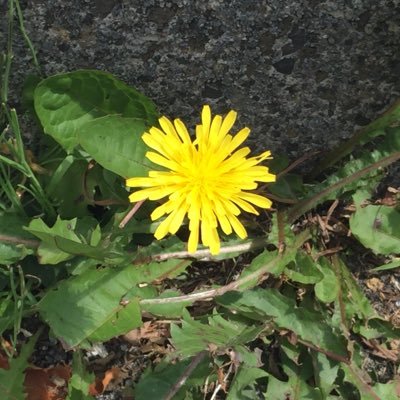 神奈川県東部在住 風景が綺麗な所を走るのが好きな平日限定のまったり中年ライダー 所有バイクninja1000sx CL250 平日ツーリング仲間募集中 Twitter初心者🔰