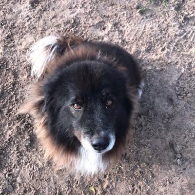 anything helps !! Just want to save my best friend • can give vets info upon request to clarify that Libby needs this surgery.