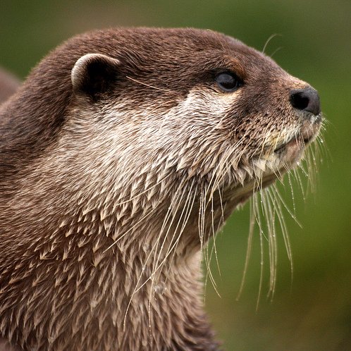 You OTTER follow :) send your cutest otter pics! *we claim no ownership for these delightful photos and will take them down at owner's request*