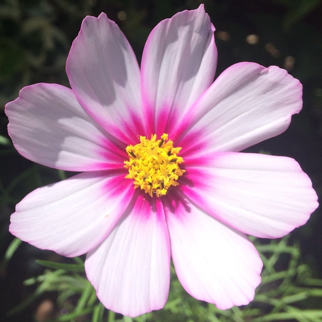 Appreciating the beautiful things in life to make each day a little brighter. Mummy to an adventurous toddler 💗🌸