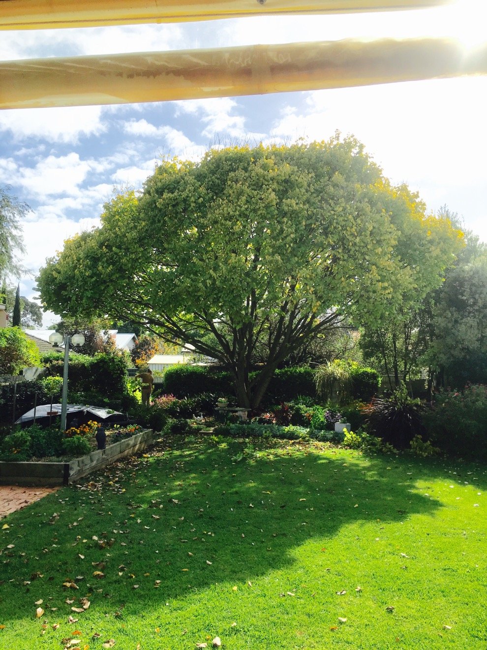 Tree Matters was started by Andrew Matters in 2000 & continues to take care of Adelaide’s Tree Matters today - no job too small, big nor hard ❤️🇦🇺🌲🌺🌸🌳❤️🌲