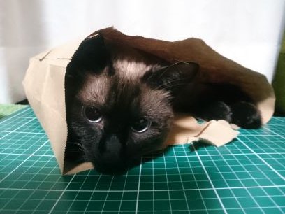 猫派です……愛猫の あんこ♀と きなこ♀に 邪魔されながら……布小物 製作してます!
地元 群馬県内を中心に ハンドメイドイベントに 出店しています!