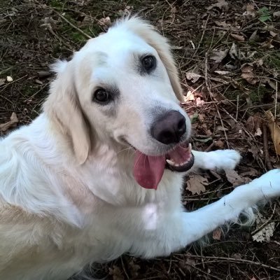 dijon63's profile picture. 