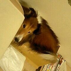 767300Kailuabp's profile picture. ヤリスカップ#263 びっくり自動車EDヤリス
MT車に乗るのは20年ぶり富士スピードウェイ走るのは25年ぶり…でヤリスカップ出てます^^;

さしこちゃん、ハワイ、ワンコ、いろんな乗り物すきすき

50代バツイチレオパ暮らし…オワタ＼(^o^)／