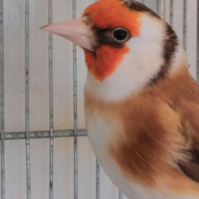 Chardonneret Femelle De 17 T Co Ke1rmhsax5 Twitter Chardonneret Femelle De 17 T Co Ke1rmhsax5 Twitter