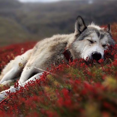 interesuje się weterynarią. Moim ulubionym dzikim zwierzakiem jest wilk. Cieszę się ,że mogłam założyć Twittera. Do zobaczenia na YouTube 😀