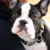 Hector Frenglish (@hector_bulldog) Twitter profile photo Hector Frenglish (@hector_bulldog) Twitter profile photo