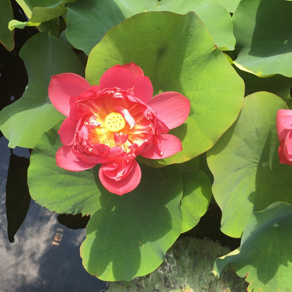 rads_soma's profile picture. 