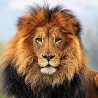 Thompson PFA NJ (@tmspfa) 's Twitter Profile