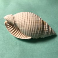 Renaud Dumont (@redfossils) 's Twitter Profile