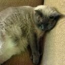 Fatcatteddy (@fatcatteddy101) 's Twitter Profile