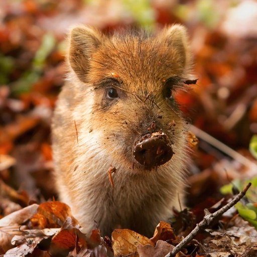 Girovagando per l’#Appennino | #Ambiente #Arte #Cucina #Cultura #Eventi #Natura #News #Notizie Personaggi #Politica #Sport #Storia #Teatro #Turismo