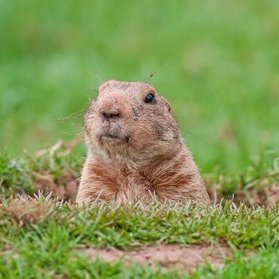 When animals are burdened with America's housing policies.