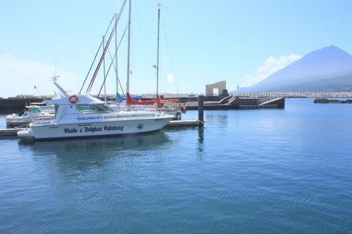 Whale & Dolphin Watching in Pico Island, Azores.