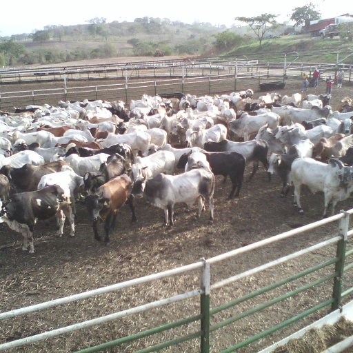 alejandrocoleo's profile picture. 