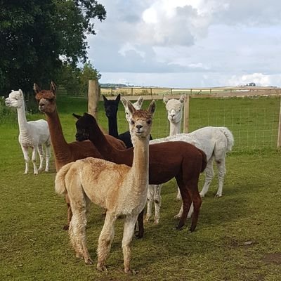 Millburn Alpacas