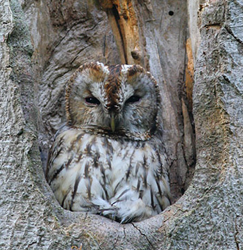 Latvian Owl nest online camera