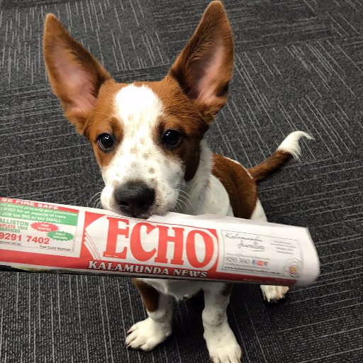 Your first source of local news, across the Cities of Swan and Kalamunda and the Shire of Mundaring. Got a tip? Email editorial@echo-news.com