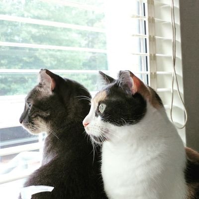 feline sisters 😻&😼
Seng: lazy, very friendly, shoes addict! Xian: sensitive, super curious, paper towels predator!