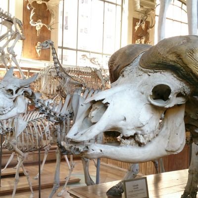 なにわホネホネ団 No.282  /関西人/収集癖/趣味で骨格標本、剥製作ります。骨、虫、種、貝、原石、化石まで色々な標本収集してます/博物館、動物園/ヴィンダーカンマー/ボールパイソン、グリーンパイソン飼ってます/映画好き/ハンニバル/ジョジョ/進撃の巨人/マッツ・ミケルセン