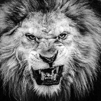 The Lions Roar Loot