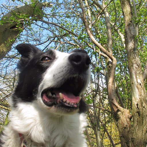 Determined to help stop the #badgercull