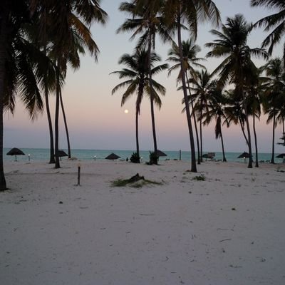 N0rd1ne's profile picture. 