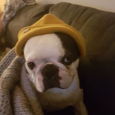 MontyTheBoston Profile Picture