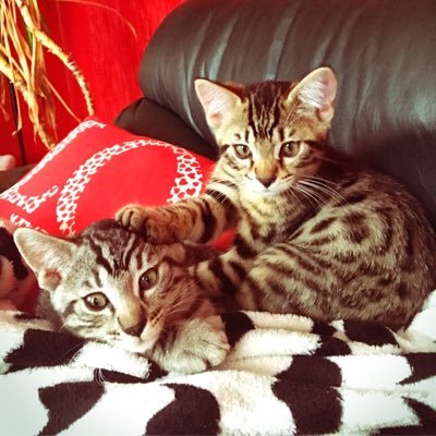 😸Meow😺 💕 follow us for Daily pics/vids of me and my brother growing up together, don't miss the mischief we get up to 😻 #riccoandrickon let's begin 🐾
